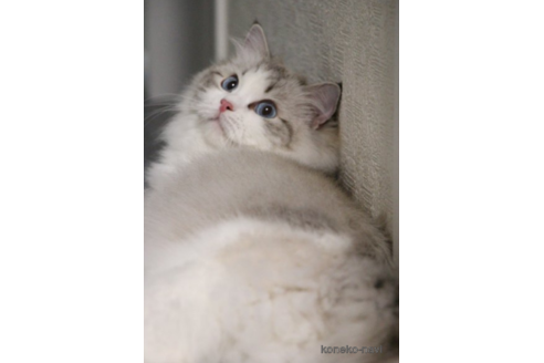 販売中のラグドールの親猫